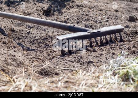 Photo d'un râteau de jardin sur un lit. Ancien râteau de métal dans le jardin. Nettoyage du ressort. Formation du sol pour la plantation avec un râteau au printemps, travail avec Banque D'Images