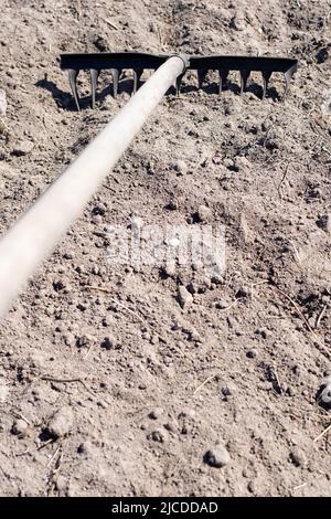 Photo d'un râteau de jardin sur un lit. Ancien râteau de métal dans le jardin. Nettoyage du ressort. Formation du sol pour la plantation avec un râteau au printemps, travail avec Banque D'Images