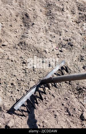 Photo d'un râteau de jardin sur un lit. Ancien râteau de métal dans le jardin. Nettoyage du ressort. Formation du sol pour la plantation avec un râteau au printemps, travail avec Banque D'Images