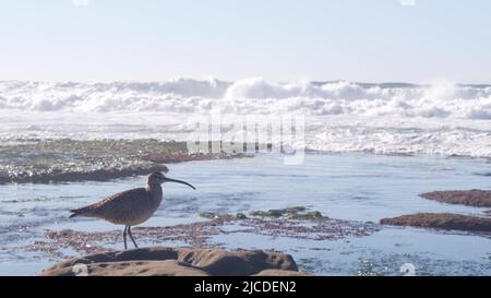 Chasse aux oiseaux de Whimrel dans la piscine à marée, oiseau de rivage à Courlis à la recherche de nourriture dans tidepool, plage de la Jolla, faune de la côte océanique de Californie, États-Unis. Bec long, mince et courbé, animal rare, roche par l'eau. Banque D'Images