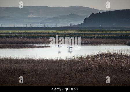 Flamingo oiseaux dans le lac karla , Grèce Banque D'Images