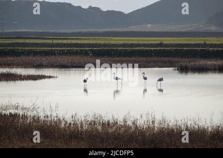 Flamingo oiseaux dans le lac karla , Grèce Banque D'Images