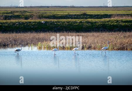 Flamingo oiseaux dans le lac karla , Grèce Banque D'Images