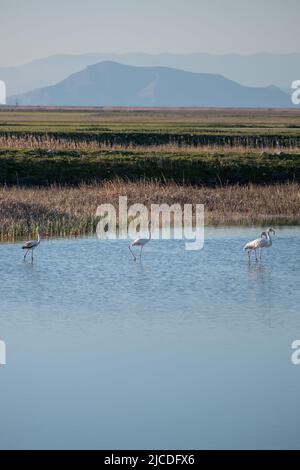 Flamingo oiseaux dans le lac karla , Grèce Banque D'Images