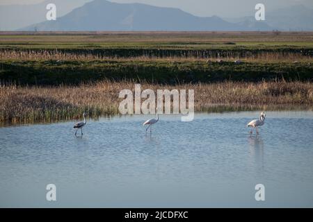 Flamingo oiseaux dans le lac karla , Grèce Banque D'Images