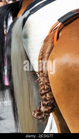 Détail de la tresse de la queue d'un cheval dans le pèlerinage d'El Rocío à Huelva. Banque D'Images