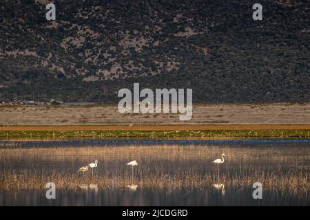 Groupe d'oiseaux de flamants dans le lac Karla , Grèce Banque D'Images