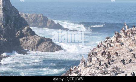 Troupeau de pélicans bruns sur la falaise, île rocheuse dans l'océan, paysage de point Lobos, faune de Monterey, côte californienne, États-Unis.Les grandes vagues se brisent, les oiseaux volent.Nombreux pelecanus nichant, colonie d'animaux sauvages. Banque D'Images