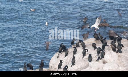 Cormorant assèchement de troupeau ou de colonie, oiseaux prén ailes plumes, roche par l'eau de mer de l'océan, faune de la crique de la Jolla, côte de Californie, États-Unis. Vol d'animaux aviaires, faune dans l'habitat naturel de la liberté sur la falaise. Banque D'Images