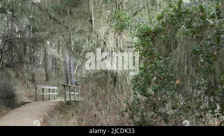 Sentier en forêt ou en bois, sentier de randonnée ou espace pour les pieds dans un bosquet ou une forêt, point Lobos, Californie États-Unis.Chemin ou passerelle.Pins conifères, mousse de lichen en dentelle suspendue.Passerelle ou pont en bois. Banque D'Images