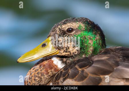 Mallard drake canard mue son plumage reproducteur. Après la saison de reproduction, les dragues se muent en plumage 'eclipse' qui ressemble aux femelles Banque D'Images