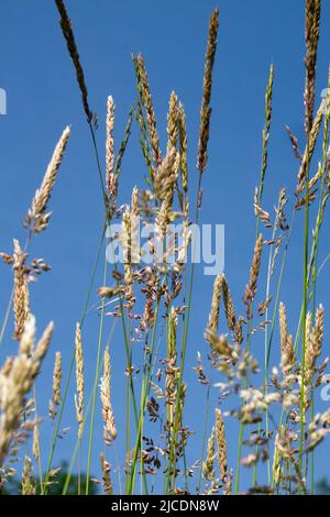 Brins d'herbe contre le ciel bleu Banque D'Images