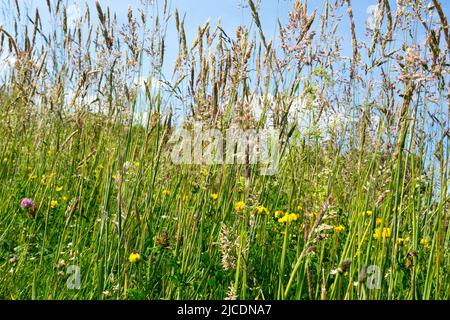 Herbe de prairie longue, graminées, vivaces, plantes, faune, Tiges, tiges Banque D'Images