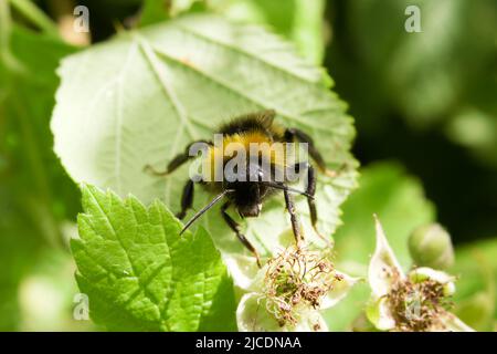 Bumblebee mâle à queue de Buff (Bombus terrestris) se nourrissant d'une fleur de mûre (blackberry), à Manchester, Angleterre, Royaume-Uni Banque D'Images