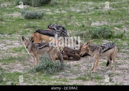 Chacals mangeant une carcasse de buffle dans la brousse en Namibie Banque D'Images