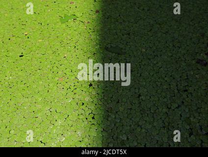 Lumière du soleil et ombre en même temps dans un étang recouvert de plantes d'eau commune flottantes (Spirodela polyrhiza) Banque D'Images