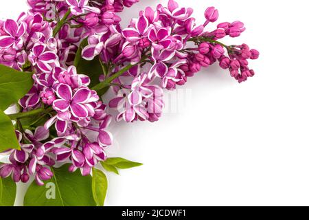 Fleur mauve lilas, Syringa vulgaris isolé sur fond blanc. Banque D'Images