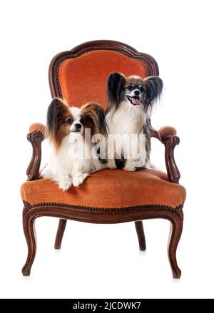 Papillon dog in front of white background Banque D'Images