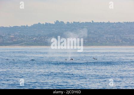 Gros plan sur l'eau des becs de baleines à bosse à Los Angeles Banque D'Images