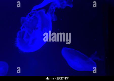 Gros plan sur Moon jelly dans l'aquarium de Californie Banque D'Images