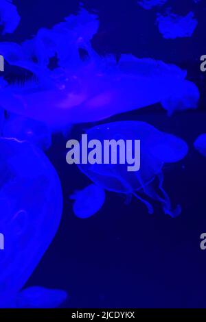 Gros plan sur Moon jelly dans l'aquarium de Californie Banque D'Images