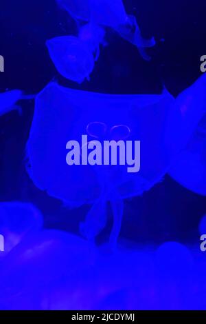Gros plan sur Moon jelly dans l'aquarium de Californie Banque D'Images
