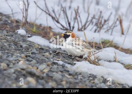 Laponie Longspur migration à travers Fairbanks Alaska Banque D'Images