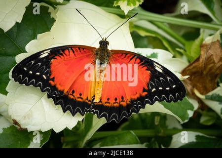 Papillon rouge laquant volant librement dans un vivarium. Banque D'Images