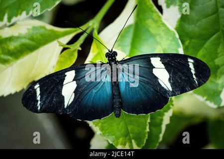 Papillon postman volant librement dans un vivarium. Banque D'Images