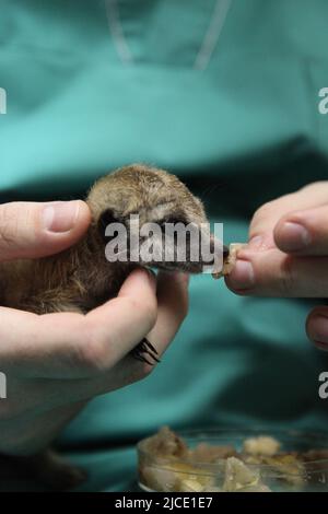 Un vétérinaire nourrit un bébé meerkat, que la mère a refusé. Gros plan de l'alimentation manuelle. Photo de haute qualité Banque D'Images