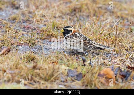 Laponie Longspur migration à travers Fairbanks Alaska Banque D'Images