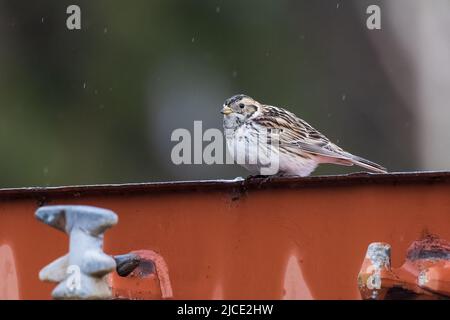 Laponie Longspur migration à travers Fairbanks Alaska Banque D'Images