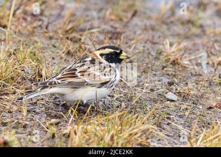 Laponie Longspur migration à travers Fairbanks Alaska Banque D'Images