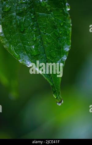 après une forte pluie de terre, l'eau de pluie s'accumule sur cette feuille d'une herbe de pâturage Banque D'Images