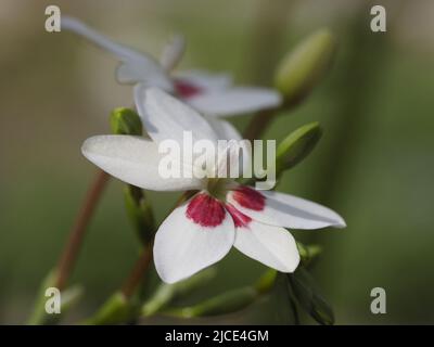 Cette variété Freesia Laxa, 'Joan Evans', présente des fleurs blanches pures d'un côté et un joli flash rouge contrasté de l'autre Banque D'Images