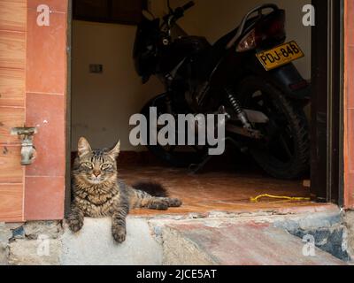 Cisneros, Antioquia, Colombie - 20 février 2022: Un chat assis à l'entrée de sa maison près d'une moto Banque D'Images