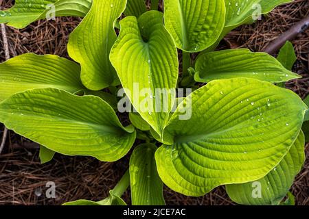 Feuilles de Hosta 'White Vision' au printemps Banque D'Images