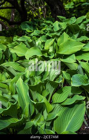 Feuilles de Hosta ‘Krossa Regal’ au printemps Banque D'Images