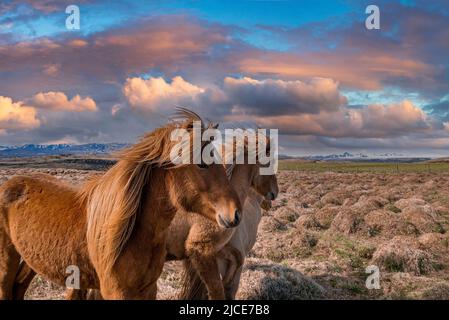 Gros plan des chevaux islandais sur un terrain herbacé dans un ciel nuageux au coucher du soleil Banque D'Images