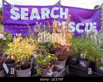 La recherche et le sauvetage des plantes pour la vente dans un centre de jardin en été, les plantes vendues à prix réduit Banque D'Images