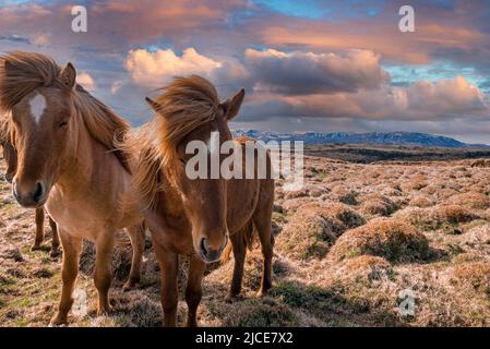 Gros plan des chevaux islandais sur un paysage couvert de ciel nuageux au coucher du soleil Banque D'Images