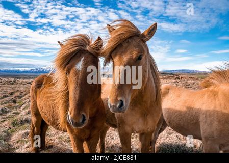 Gros plan de chevaux islandais debout sur le terrain contre un ciel bleu nuageux Banque D'Images