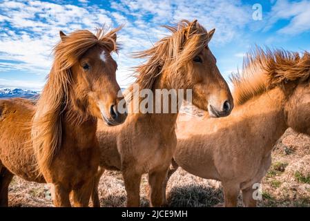 Chevaux islandais debout sur un terrain herbacé dans la vallée contre un ciel bleu nuageux Banque D'Images