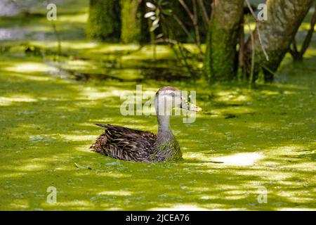 Canard marbré flottant dans les mauvaises herbes sous l'ombre Banque D'Images