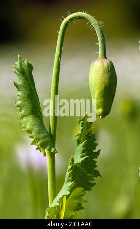 Détail du bourgeon de pavot à opium papaver somniferum, coquelicot blanc est cultivé en République tchèque Banque D'Images