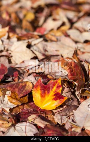 Une feuille d'érable rouge, orange et jaune de couleur vive tombée sur le sol recouverte de feuilles d'automne séchées et brunâtres. Banque D'Images