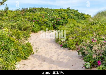 chemin de sable à la plage de l'océan, montauk, ny Banque D'Images