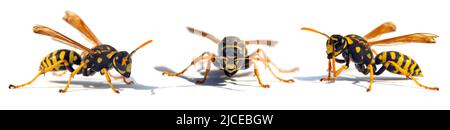 Ensemble de trois guêpes européennes guêpes allemandes ou jaunes allemandes Veste isolée sur fond blanc en vespula germanica latine Banque D'Images