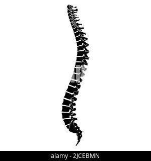 Squelette colonne vertébrale humaine silhouette colonne vertébrale os du corps - sacrum, vertèbres, coccyx vue latérale plate couleur noire concept illustration vectorielle de l'anatomie isolée sur fond blanc Illustration de Vecteur