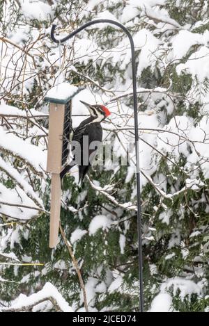 Pic de bois piléé sur un alimenteur de suet par une journée enneigée Banque D'Images